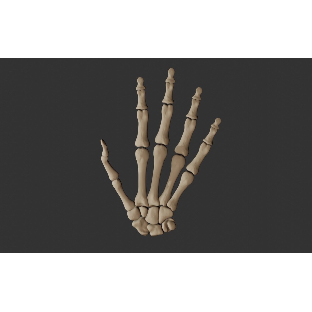 Human Hand Bones 3D Model – Anatomically Correct Rigged Asset, FBX - View 7