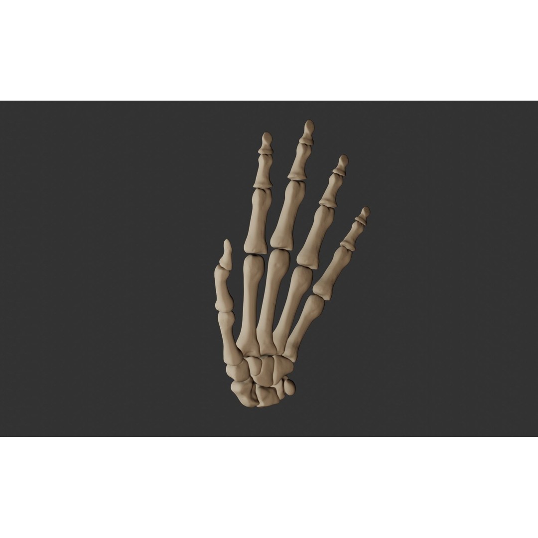 Human Hand Bones 3D Model – Anatomically Correct Rigged Asset, FBX - View 8