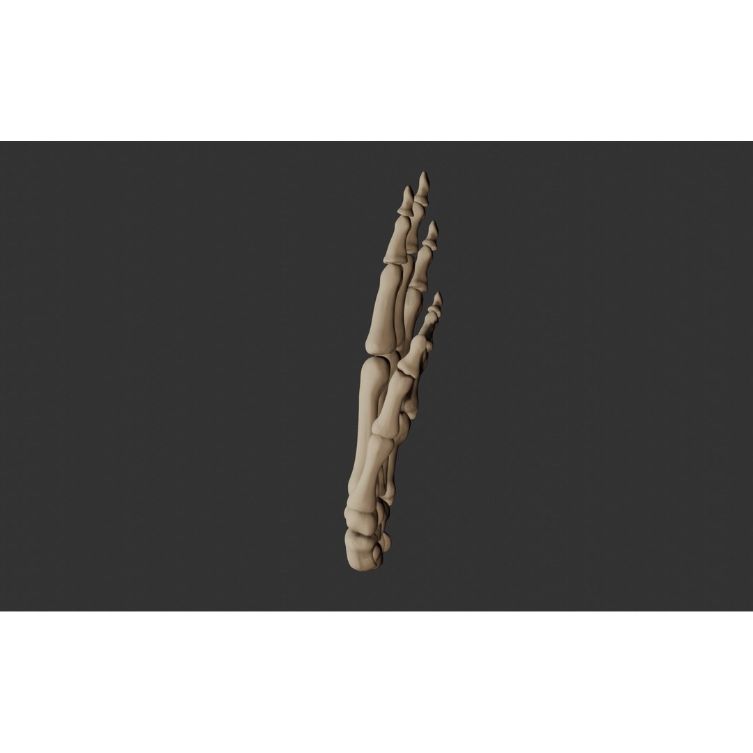 Human Hand Bones 3D Model – Anatomically Correct Rigged Asset, FBX - View 9