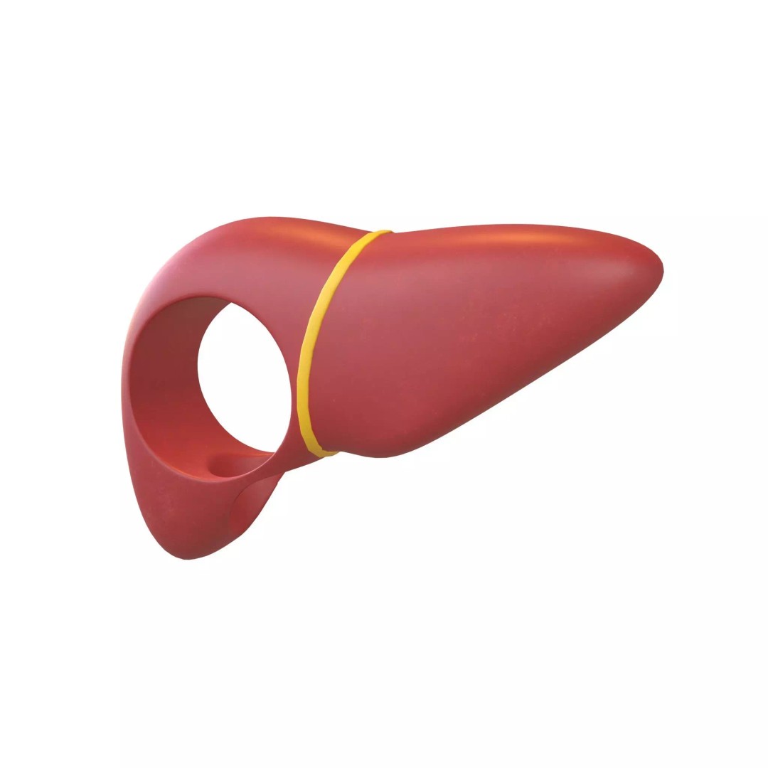 Cartoon Liver Costume Hat 3D Model – Low Poly PBR Asset, FBX, OBJ - View 2