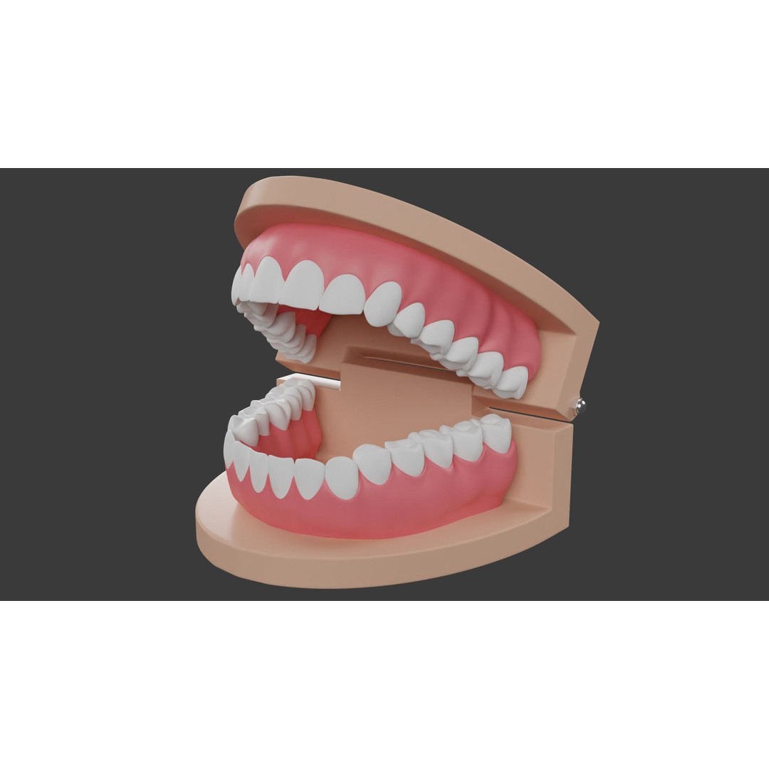 Dental Typodont Teeth 3D Model – Realistic Dental Asset, FBX, OBJ - View 10