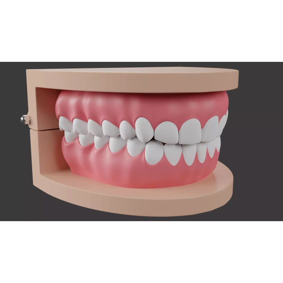 Dental Typodont Teeth 3D Model – Realistic Dental Asset, FBX, OBJ - View 2