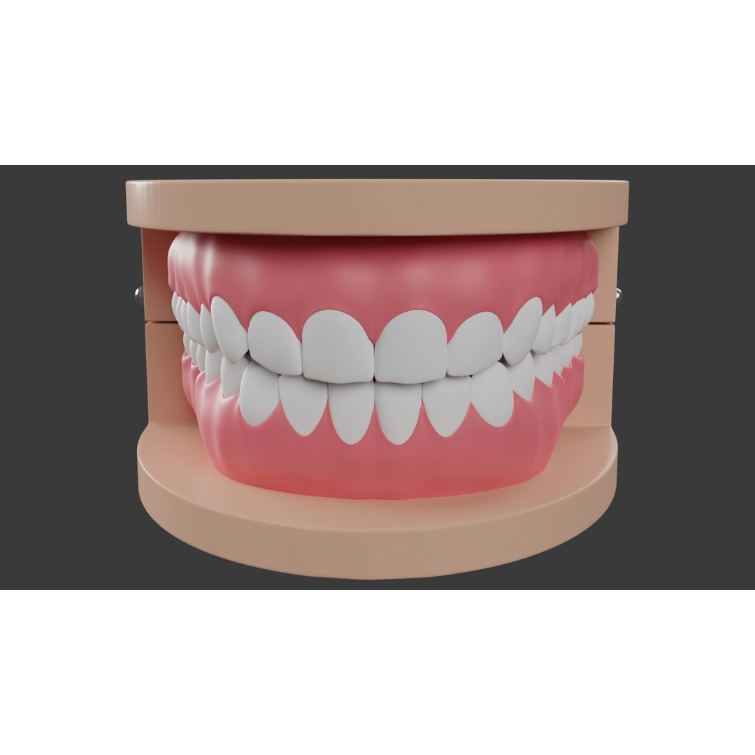 Dental Typodont Teeth 3D Model – Realistic Dental Asset, FBX, OBJ - View 3