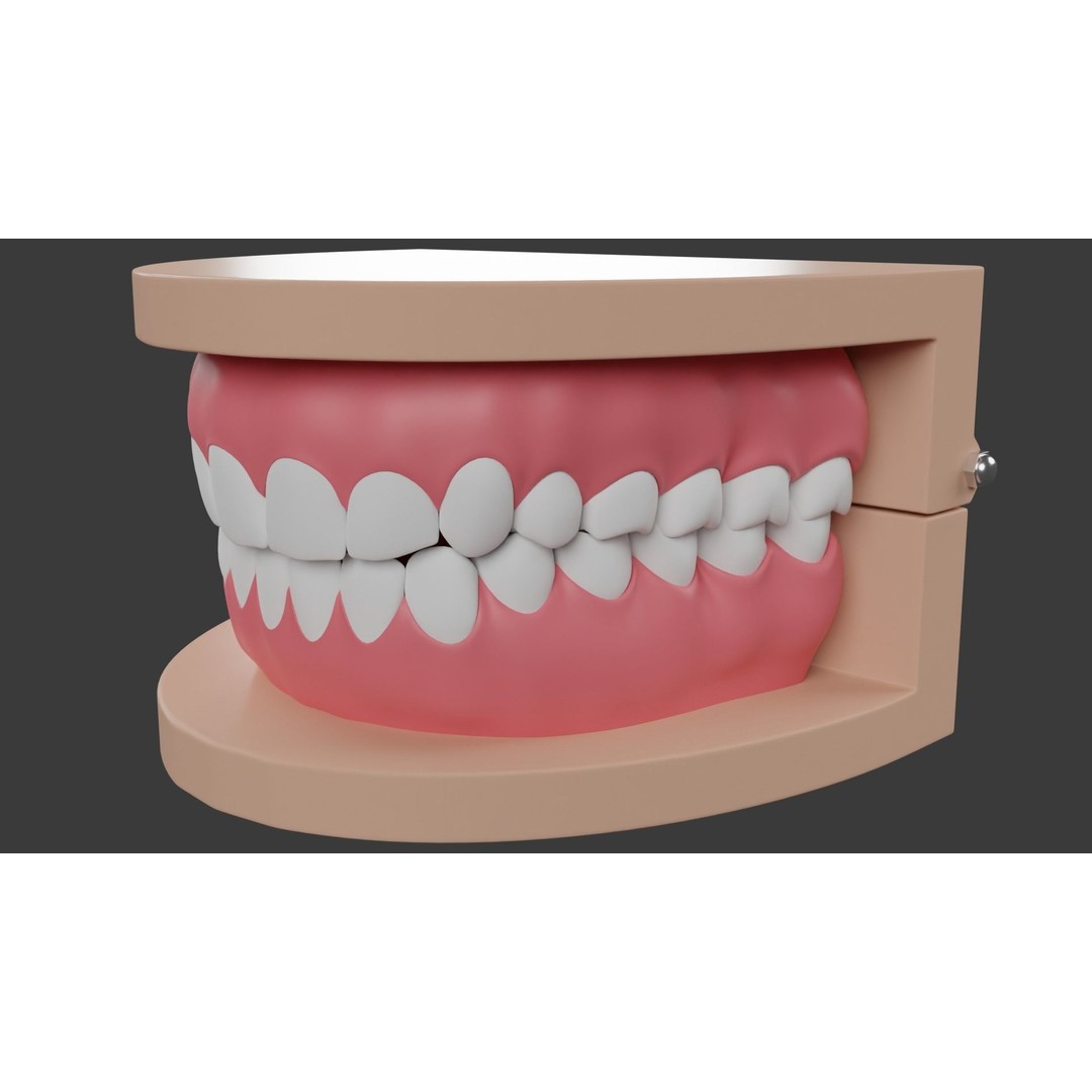 Dental Typodont Teeth 3D Model – Realistic Dental Asset, FBX, OBJ - View 4