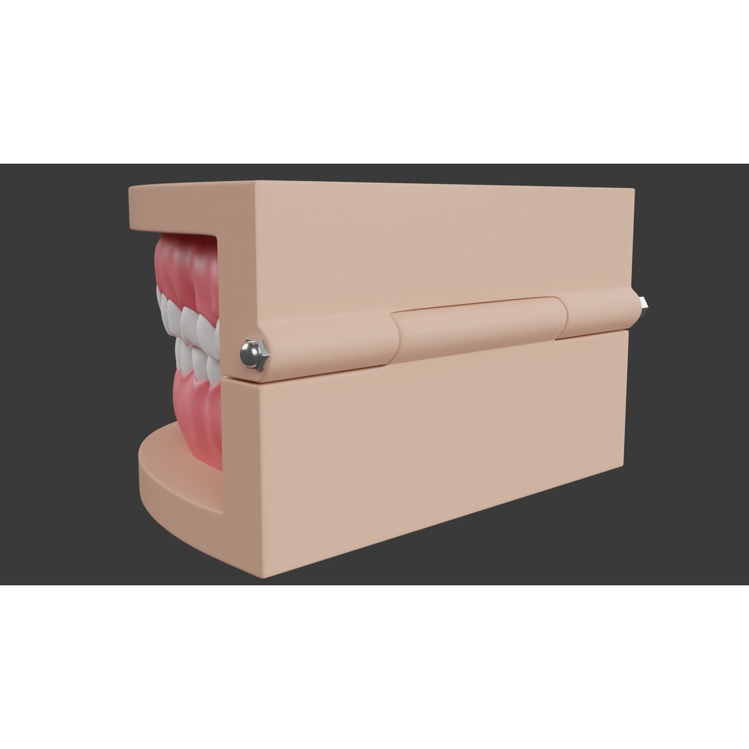 Dental Typodont Teeth 3D Model – Realistic Dental Asset, FBX, OBJ - View 6