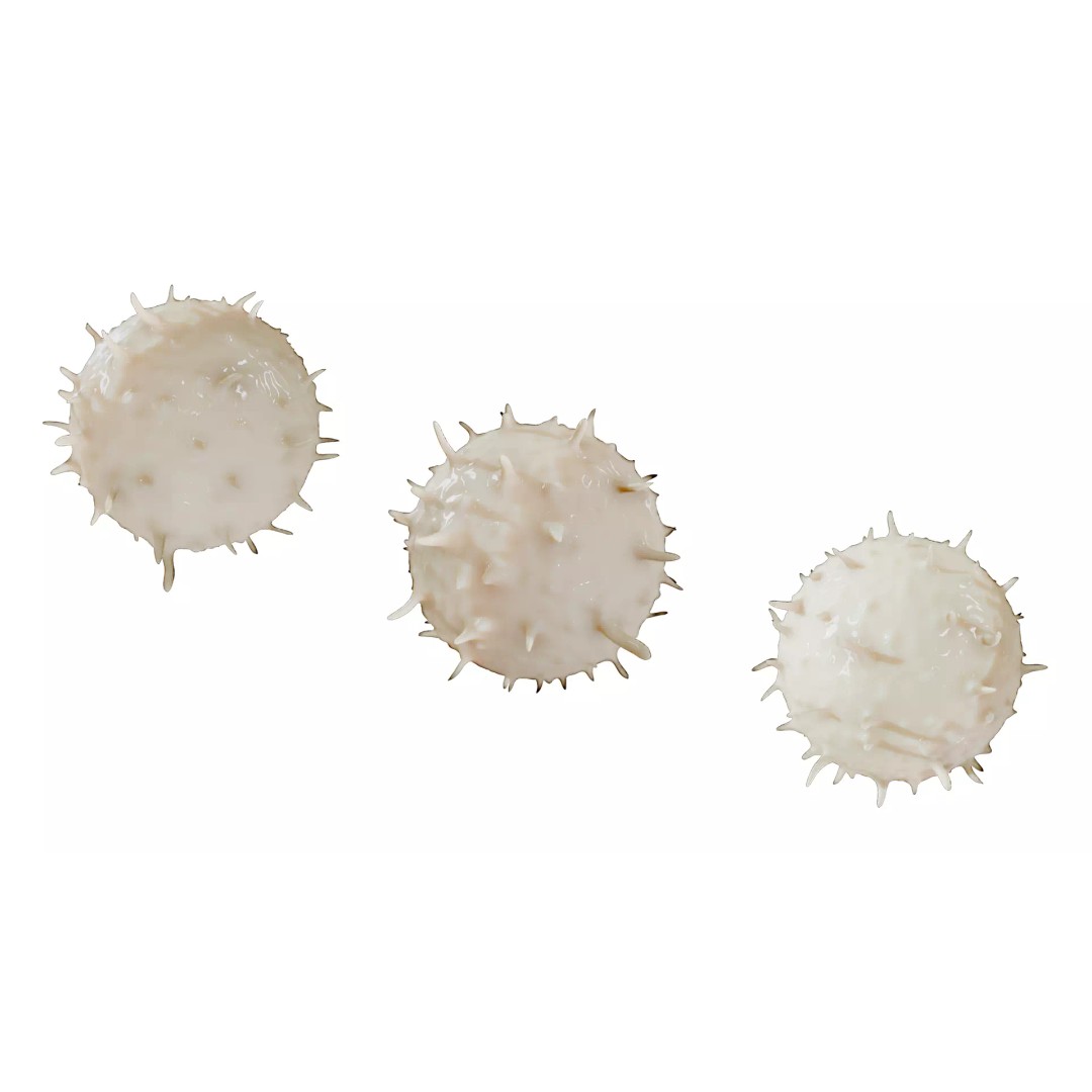 Lymphocyte White Blood Cell 3D Model – PBR Textured, FBX, OBJ, Blender - View 3