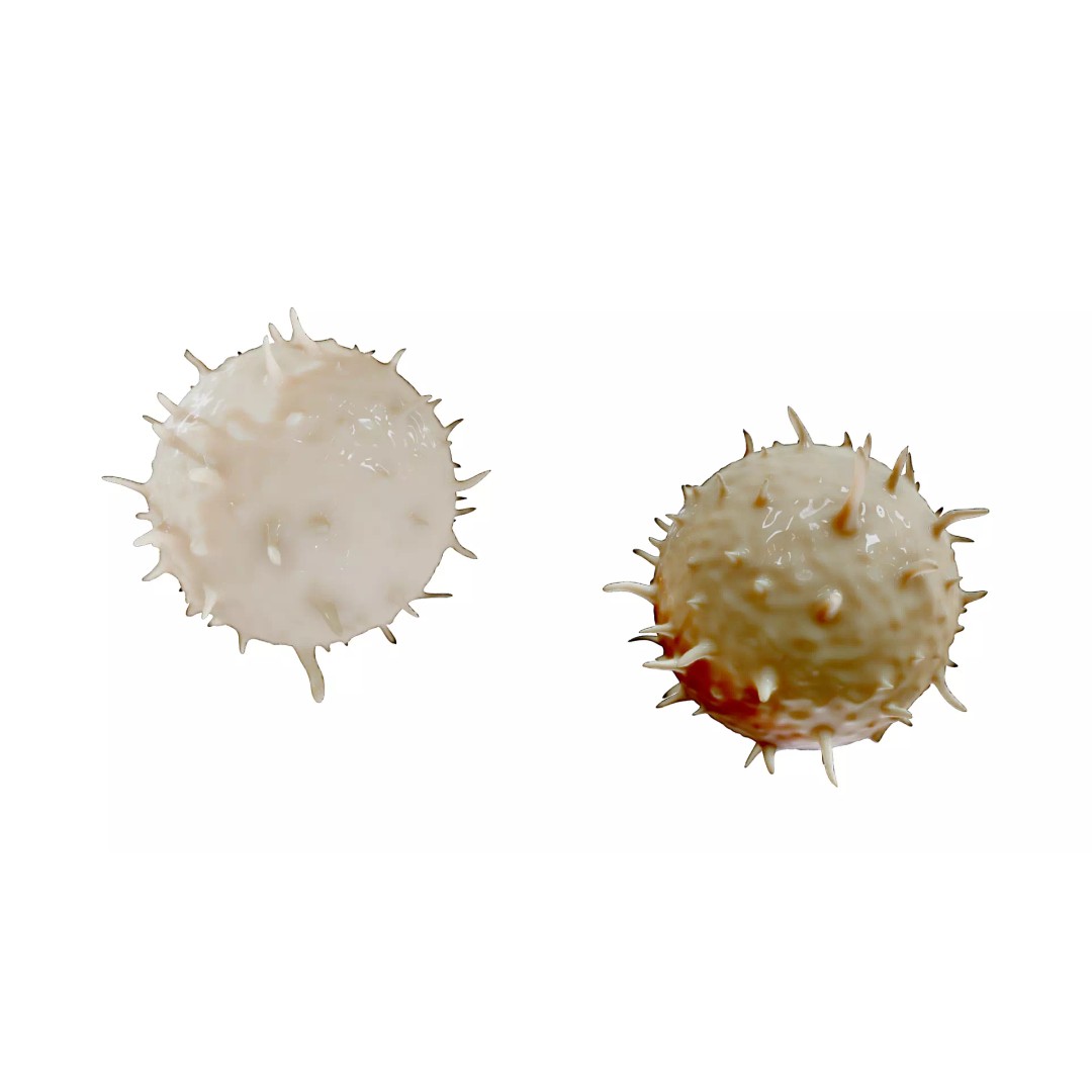 Lymphocyte White Blood Cell 3D Model – PBR Textured, FBX, OBJ, Blender - View 4