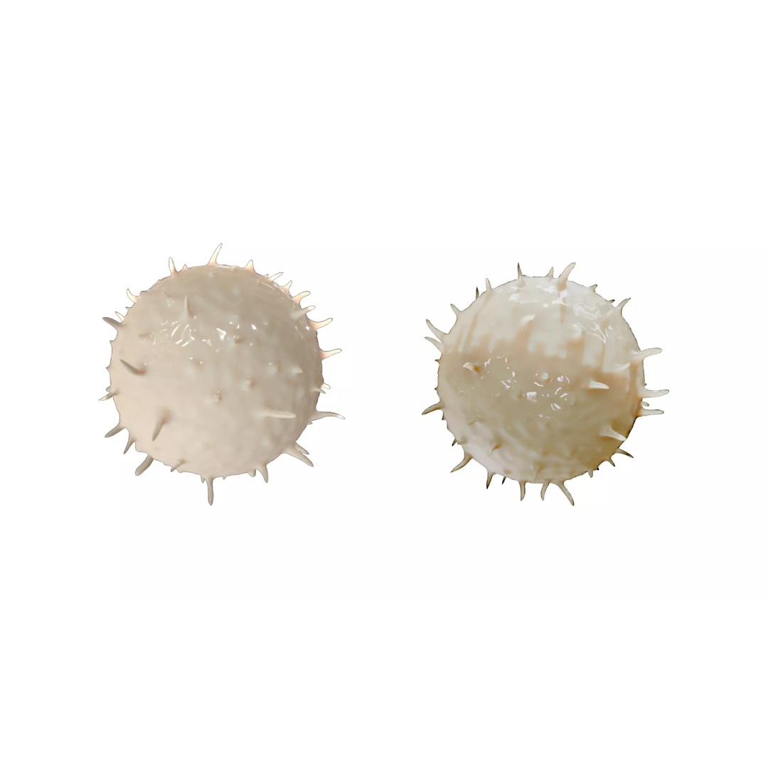 Lymphocyte White Blood Cell 3D Model – PBR Textured, FBX, OBJ, Blender - View 5