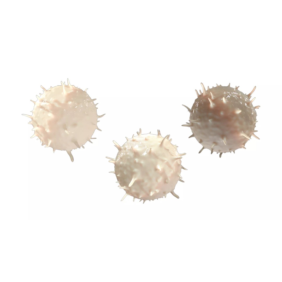 Lymphocyte White Blood Cell 3D Model – PBR Textured, FBX, OBJ, Blender - View 6