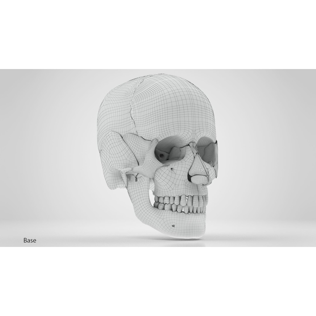 Human Skull Anatomy 3D Model – High Poly PBR Asset, FBX/OBJ - View 10