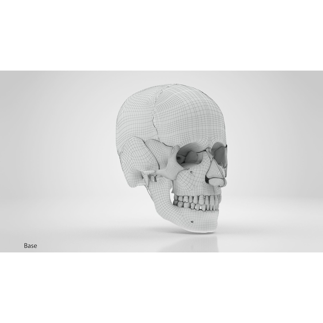 Human Skull Anatomy 3D Model – High Poly PBR Asset, FBX/OBJ - View 11