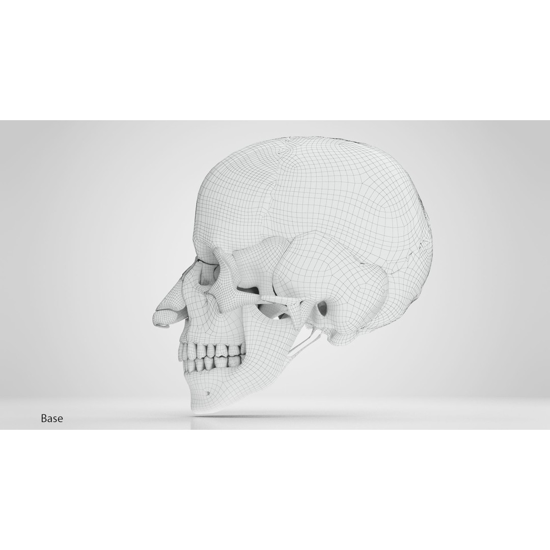 Human Skull Anatomy 3D Model – High Poly PBR Asset, FBX/OBJ - View 12