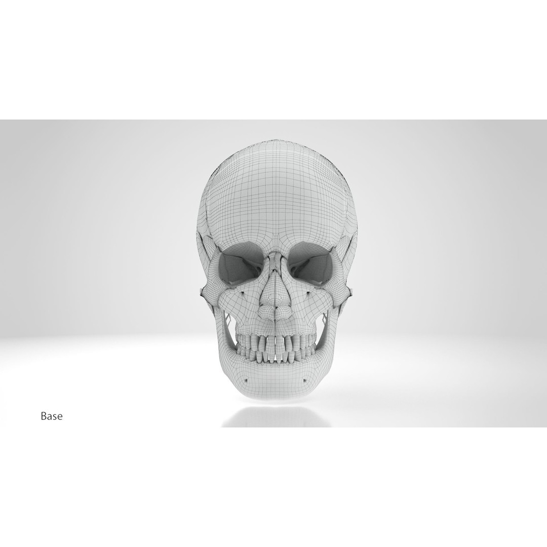 Human Skull Anatomy 3D Model – High Poly PBR Asset, FBX/OBJ - View 14