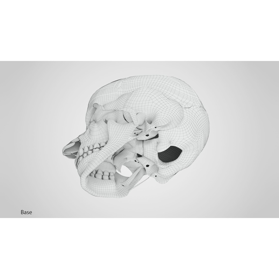 Human Skull Anatomy 3D Model – High Poly PBR Asset, FBX/OBJ - View 15