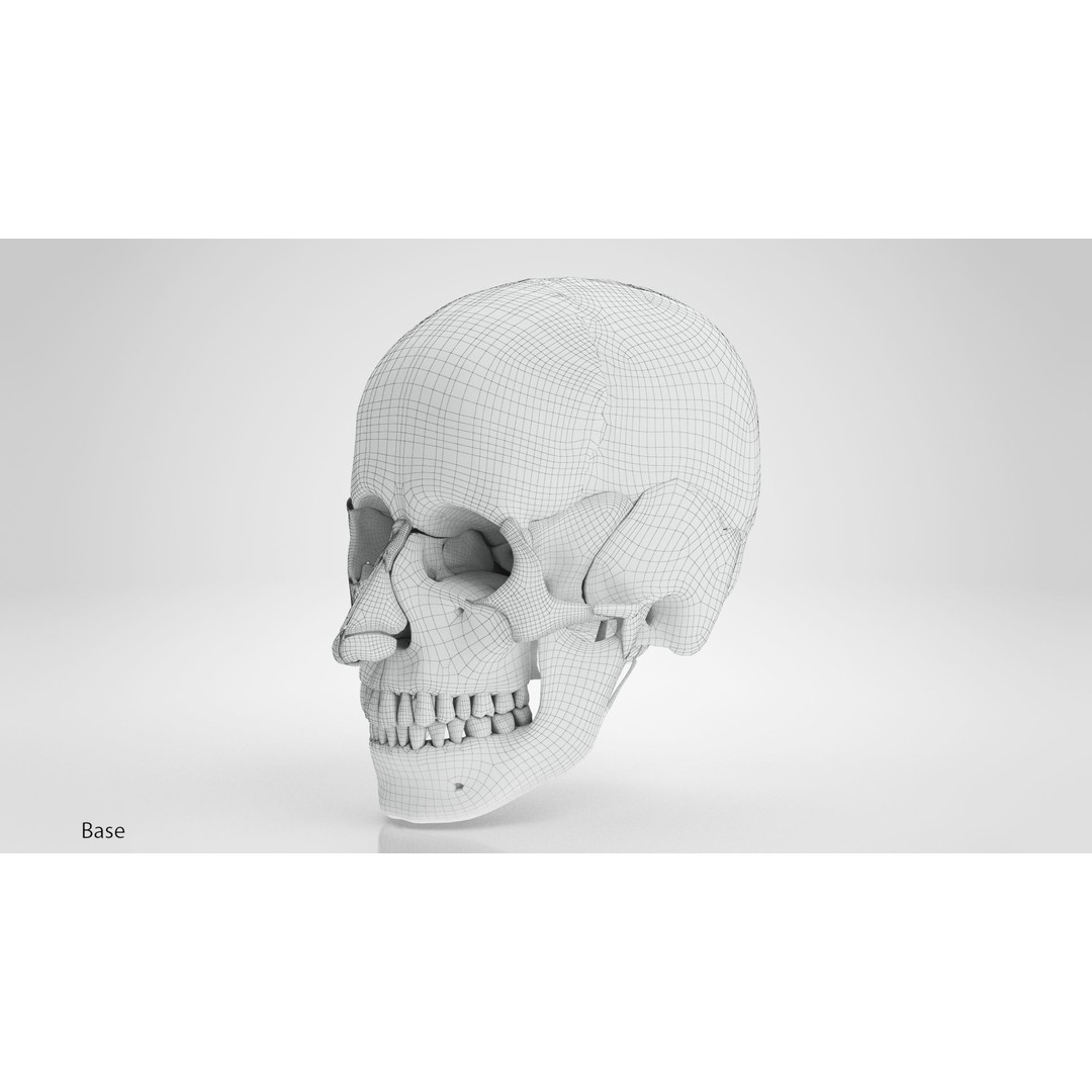 Human Skull Anatomy 3D Model – High Poly PBR Asset, FBX/OBJ - View 16