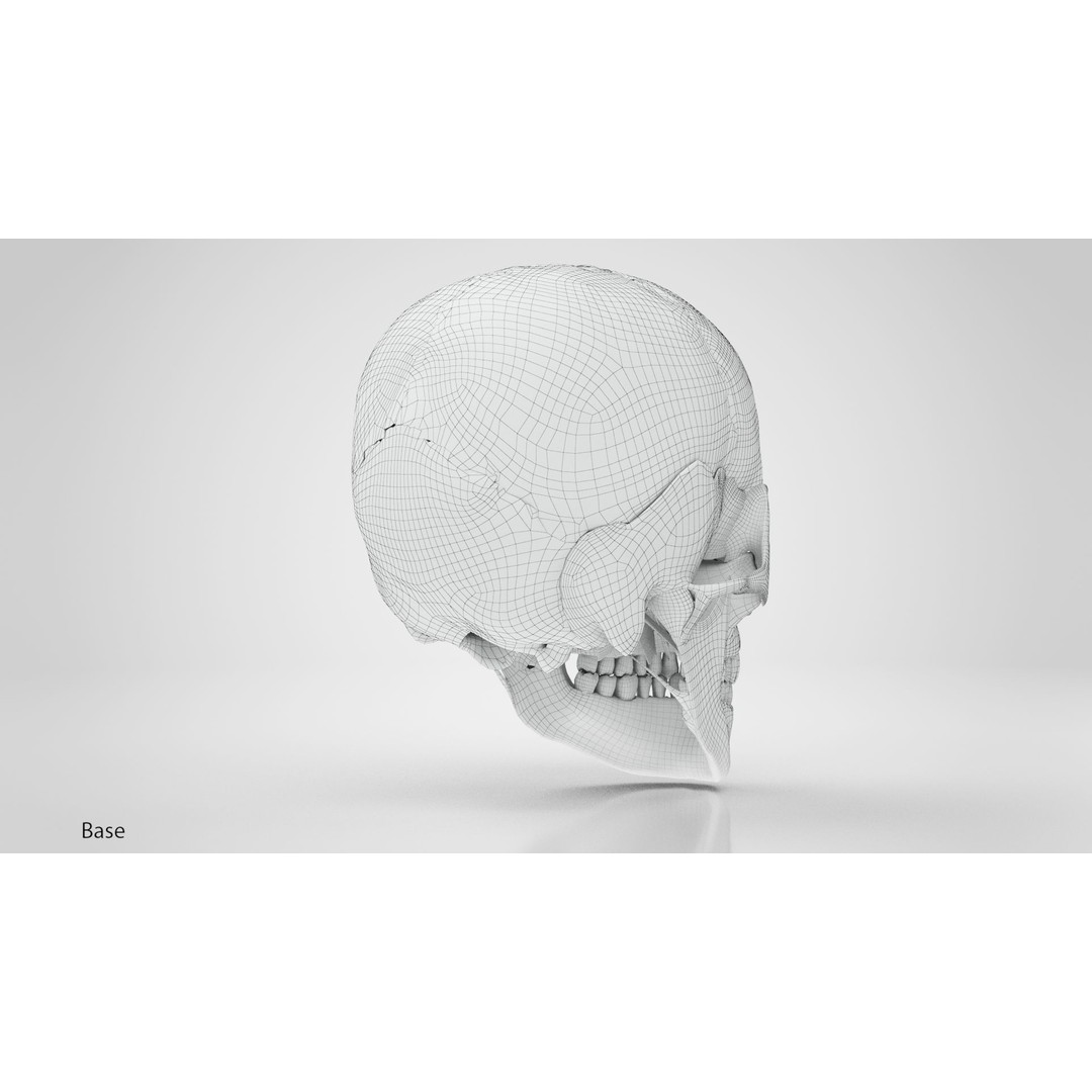 Human Skull Anatomy 3D Model – High Poly PBR Asset, FBX/OBJ - View 17