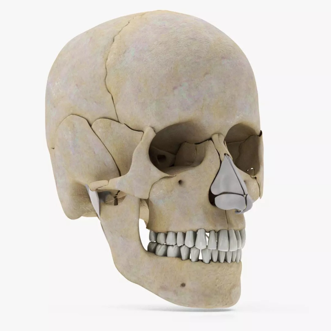 Human Skull Anatomy 3D Model – High Poly PBR Asset, FBX/OBJ - View 2
