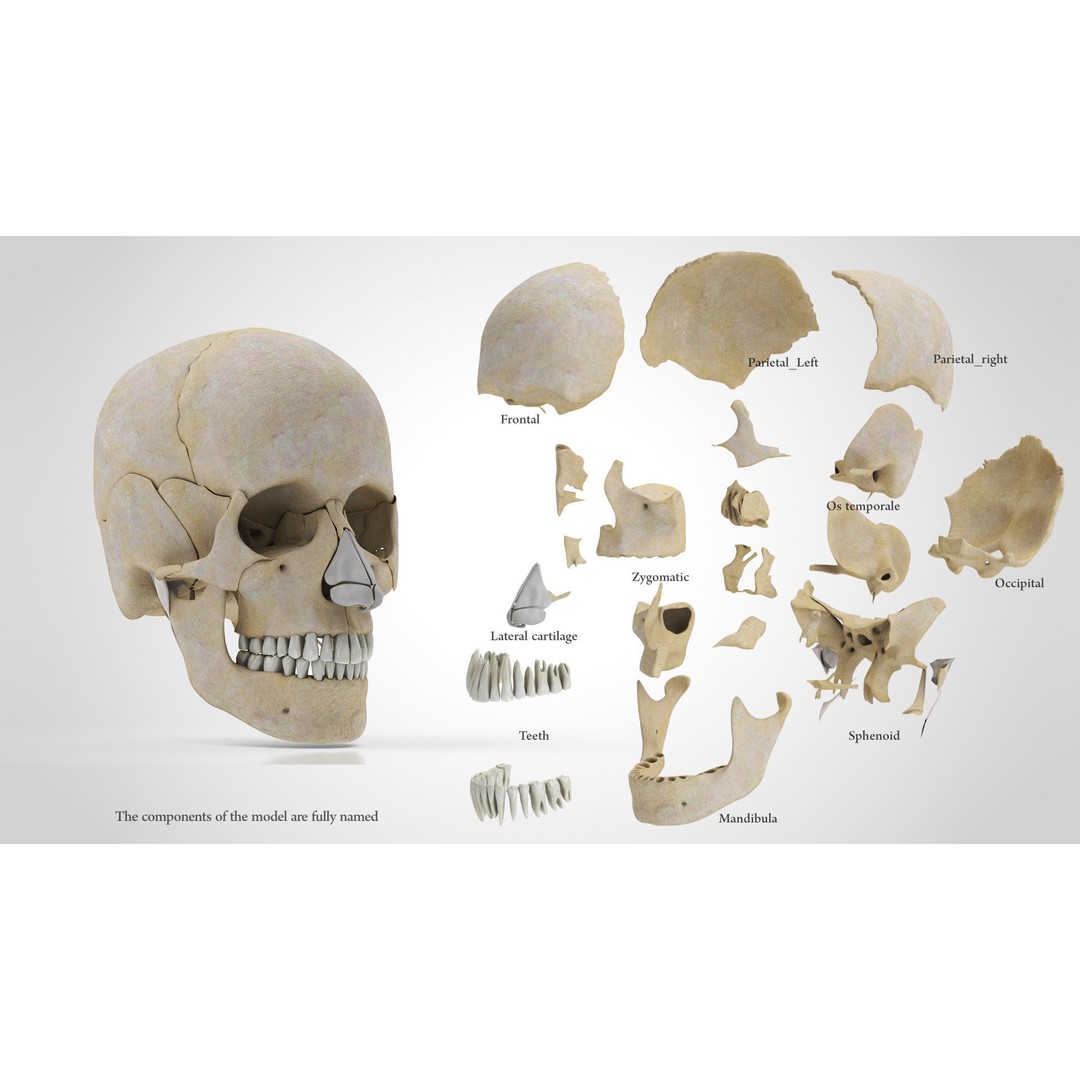 Human Skull Anatomy 3D Model – High Poly PBR Asset, FBX/OBJ - View 3