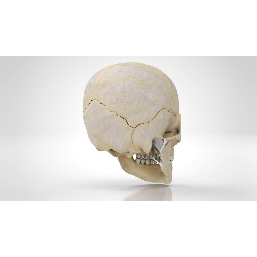 Human Skull Anatomy 3D Model – High Poly PBR Asset, FBX/OBJ - View 4