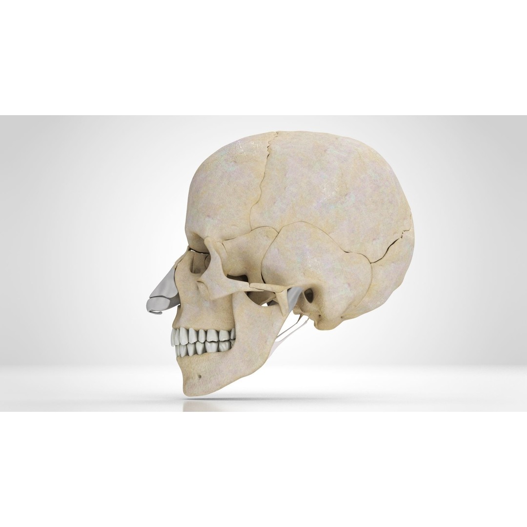 Human Skull Anatomy 3D Model – High Poly PBR Asset, FBX/OBJ - View 5