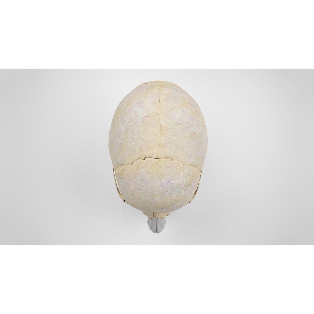 Human Skull Anatomy 3D Model – High Poly PBR Asset, FBX/OBJ - View 6