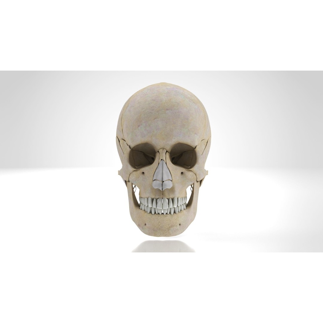 Human Skull Anatomy 3D Model – High Poly PBR Asset, FBX/OBJ - View 7