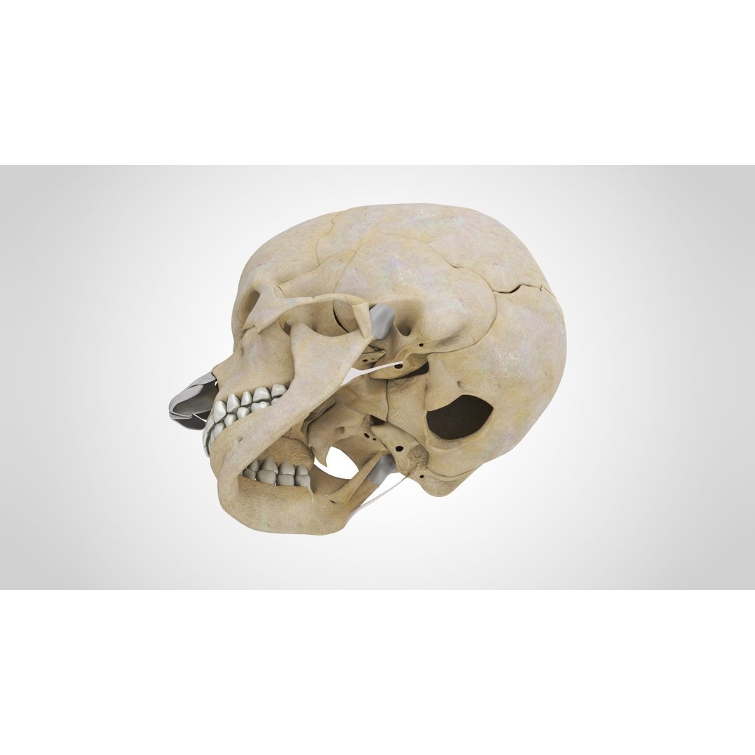 Human Skull Anatomy 3D Model – High Poly PBR Asset, FBX/OBJ - View 8