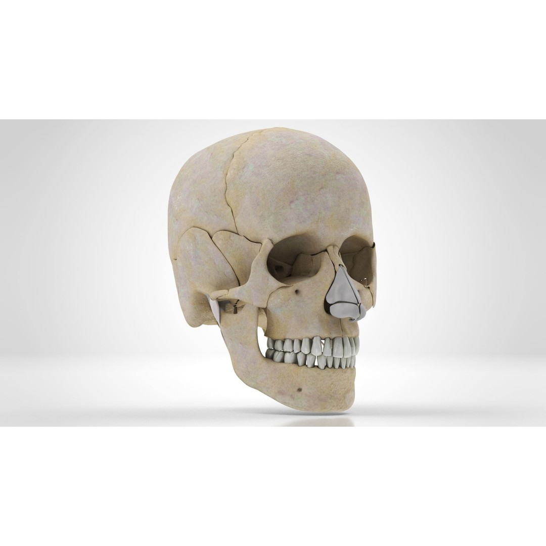 Human Skull Anatomy 3D Model – High Poly PBR Asset, FBX/OBJ - View 9