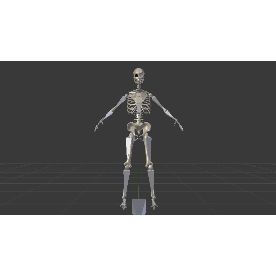 Female Skeleton 3D Model – Low Poly Rigged Asset, FBX, Blender - View 10