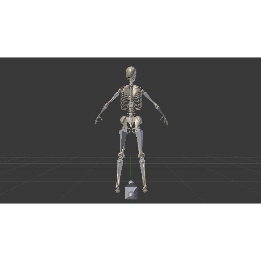 Female Skeleton 3D Model – Low Poly Rigged Asset, FBX, Blender - View 12