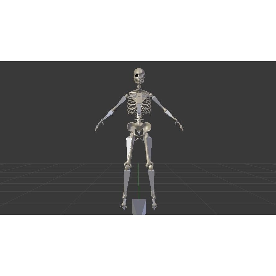 Female Skeleton 3D Model – Low Poly Rigged Asset, FBX, Blender - View 14