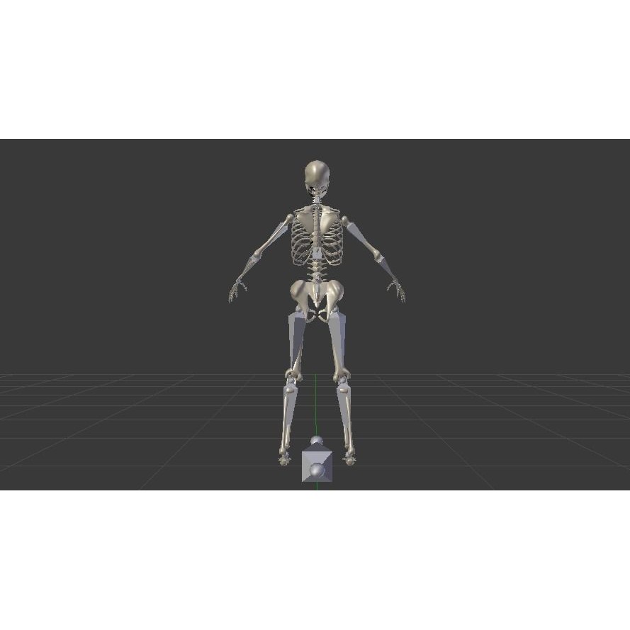 Female Skeleton 3D Model – Low Poly Rigged Asset, FBX, Blender - View 16