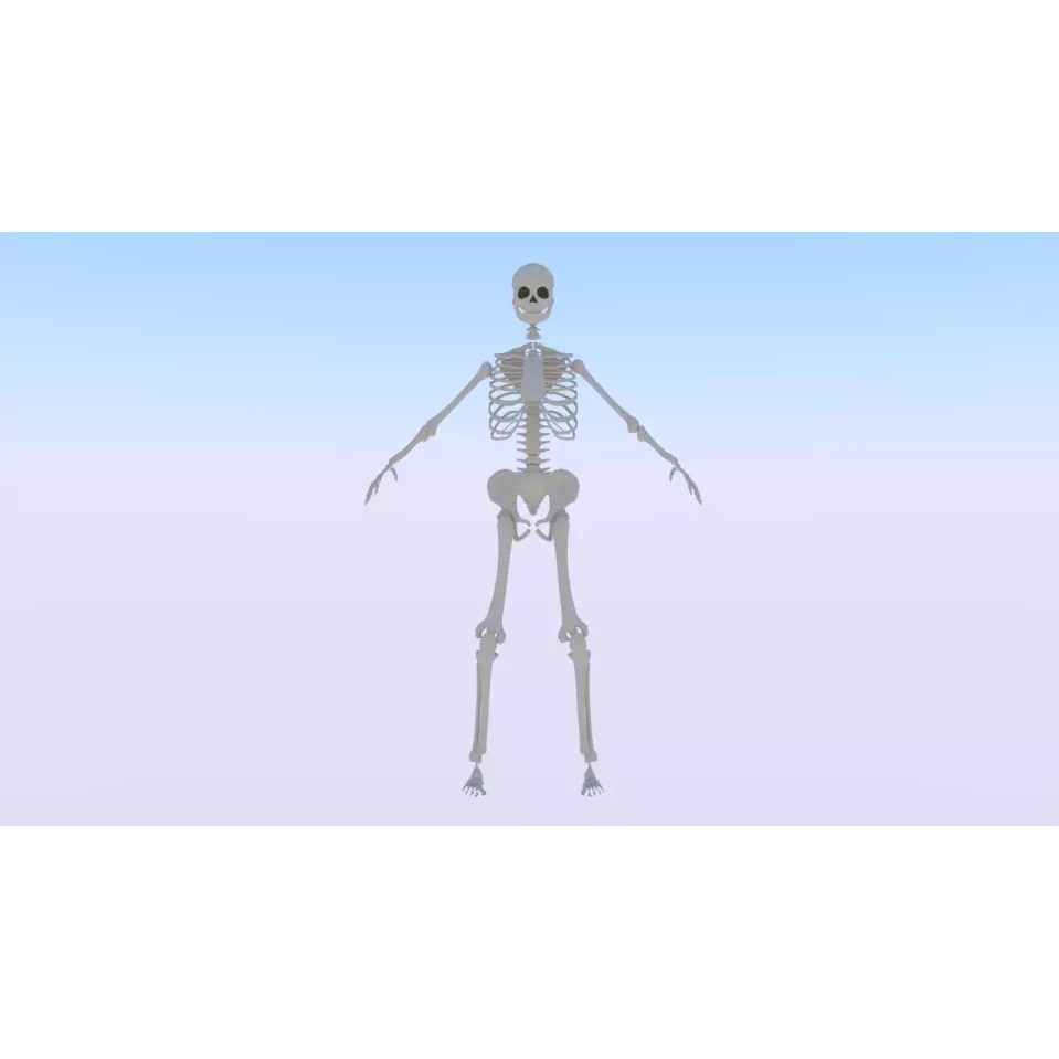 Female Skeleton 3D Model – Low Poly Rigged Asset, FBX, Blender - View 2