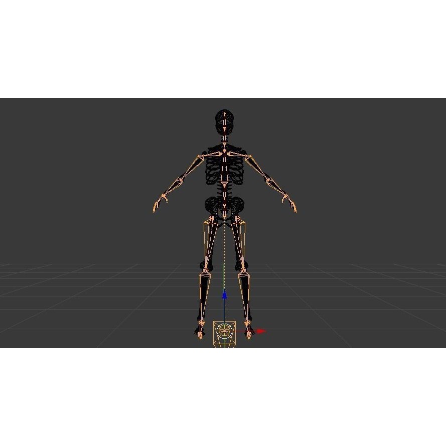 Female Skeleton 3D Model – Low Poly Rigged Asset, FBX, Blender - View 22