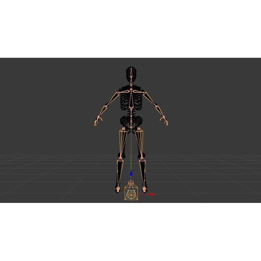 Female Skeleton 3D Model – Low Poly Rigged Asset, FBX, Blender - View 24