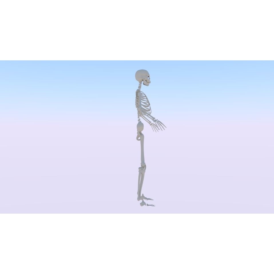 Female Skeleton 3D Model – Low Poly Rigged Asset, FBX, Blender - View 3