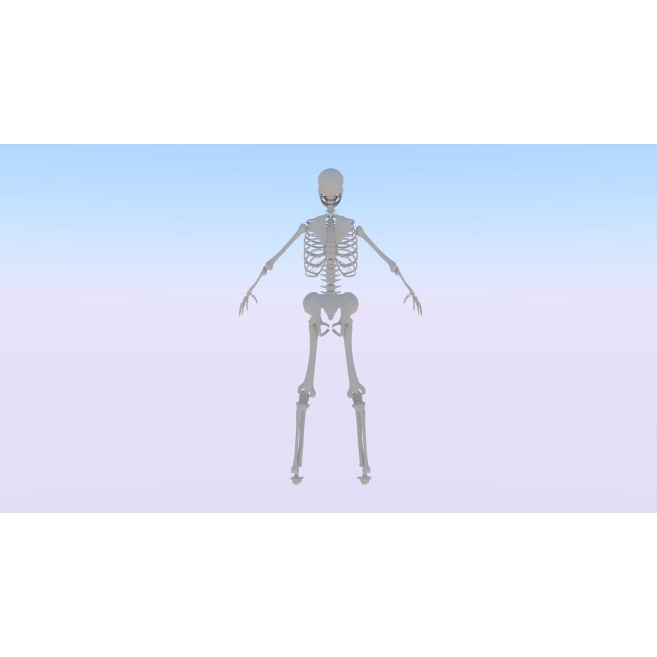 Female Skeleton 3D Model – Low Poly Rigged Asset, FBX, Blender - View 4