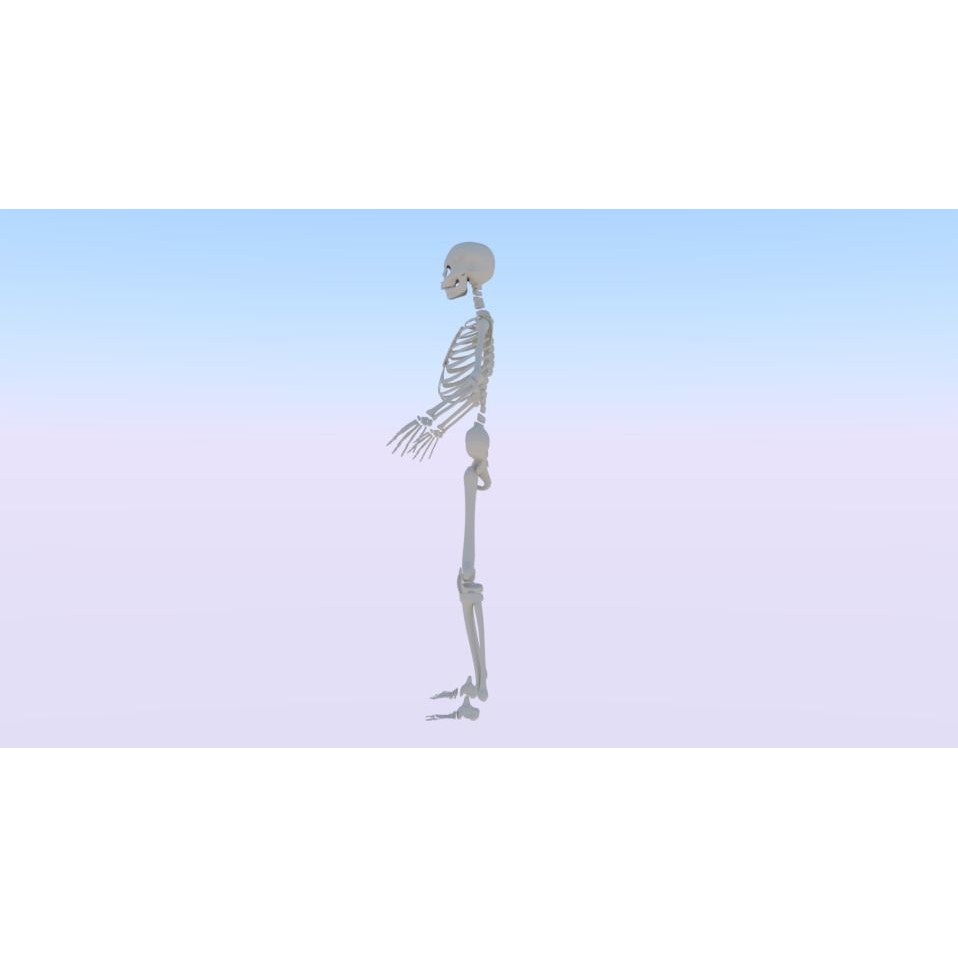 Female Skeleton 3D Model – Low Poly Rigged Asset, FBX, Blender - View 5