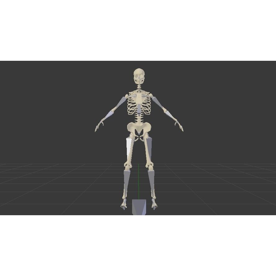 Female Skeleton 3D Model – Low Poly Rigged Asset, FBX, Blender - View 6