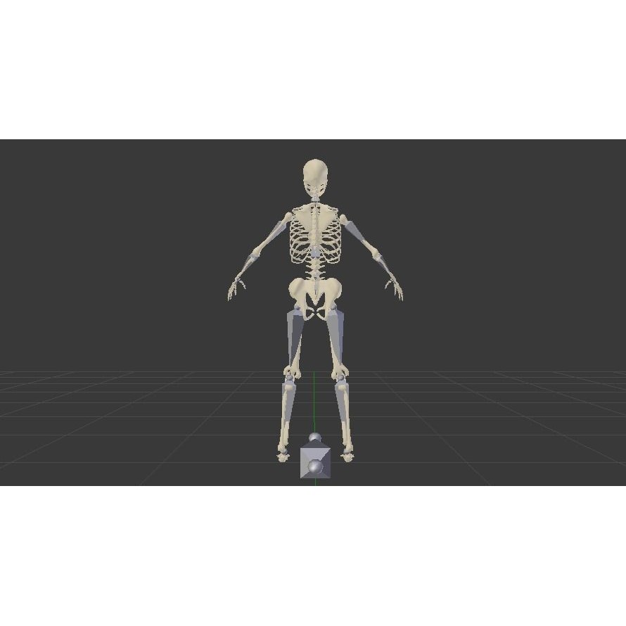 Female Skeleton 3D Model – Low Poly Rigged Asset, FBX, Blender - View 8