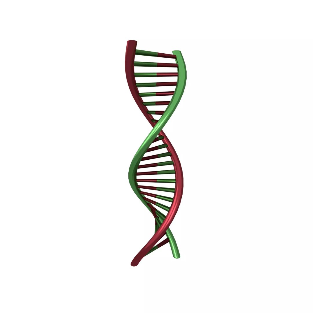 DNA Molecule 3D Model – Low Poly Molecular Structure, FBX, PBR Textures - View 2