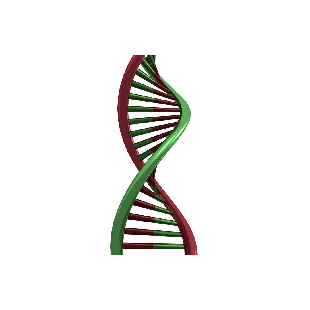 DNA Molecule 3D Model – Low Poly Molecular Structure, FBX, PBR Textures - View 5