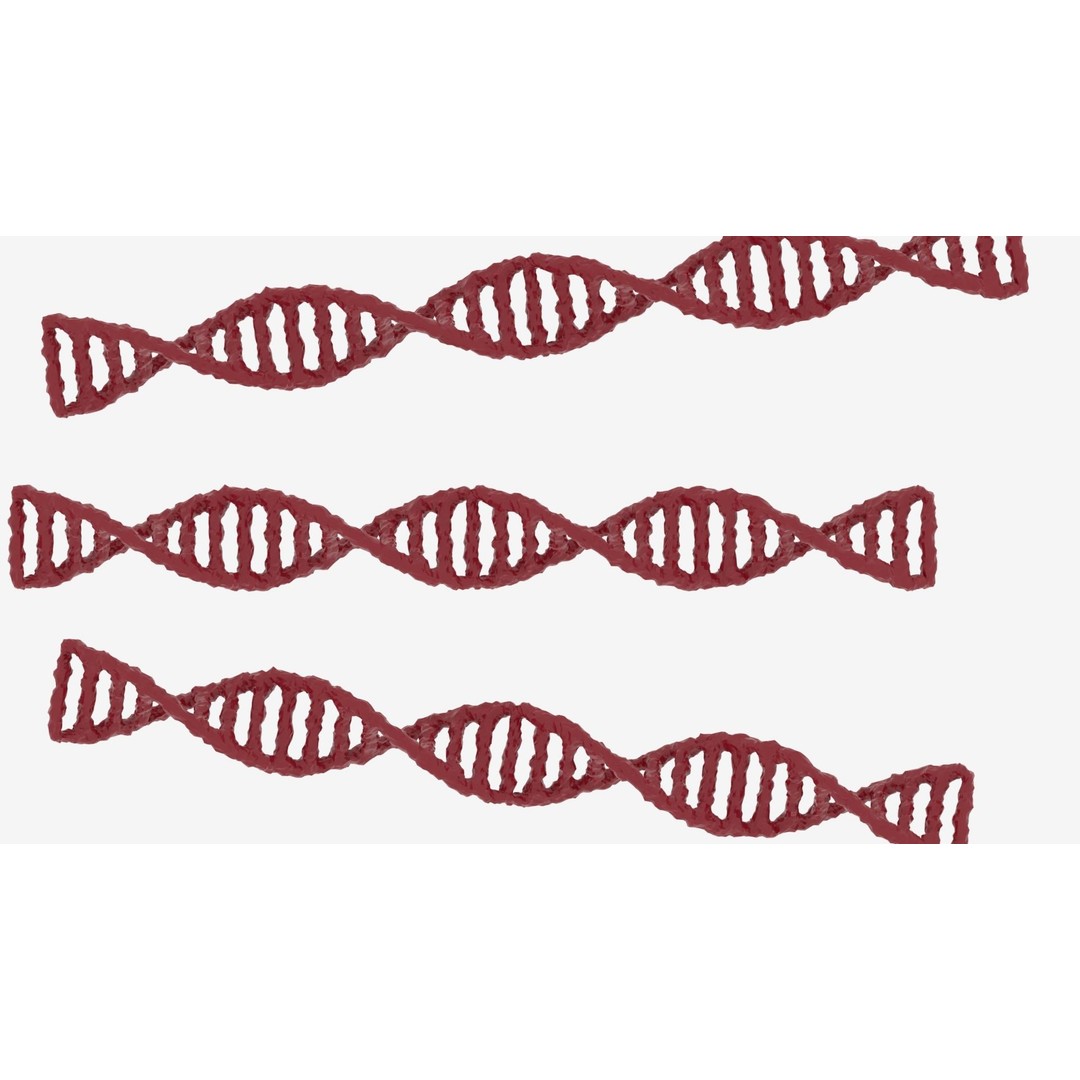DNA 3D Model – Realistic Molecular Structure, PBR Textures, FBX - View 3