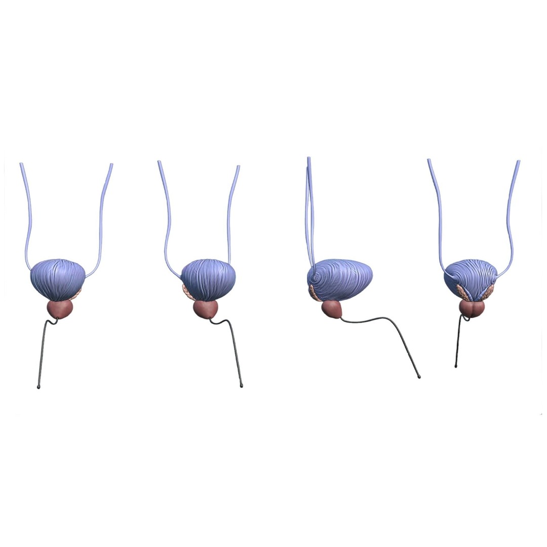 Bladder and Prostate Anatomy 3D Model – Low Poly PBR Medical Asset, FBX