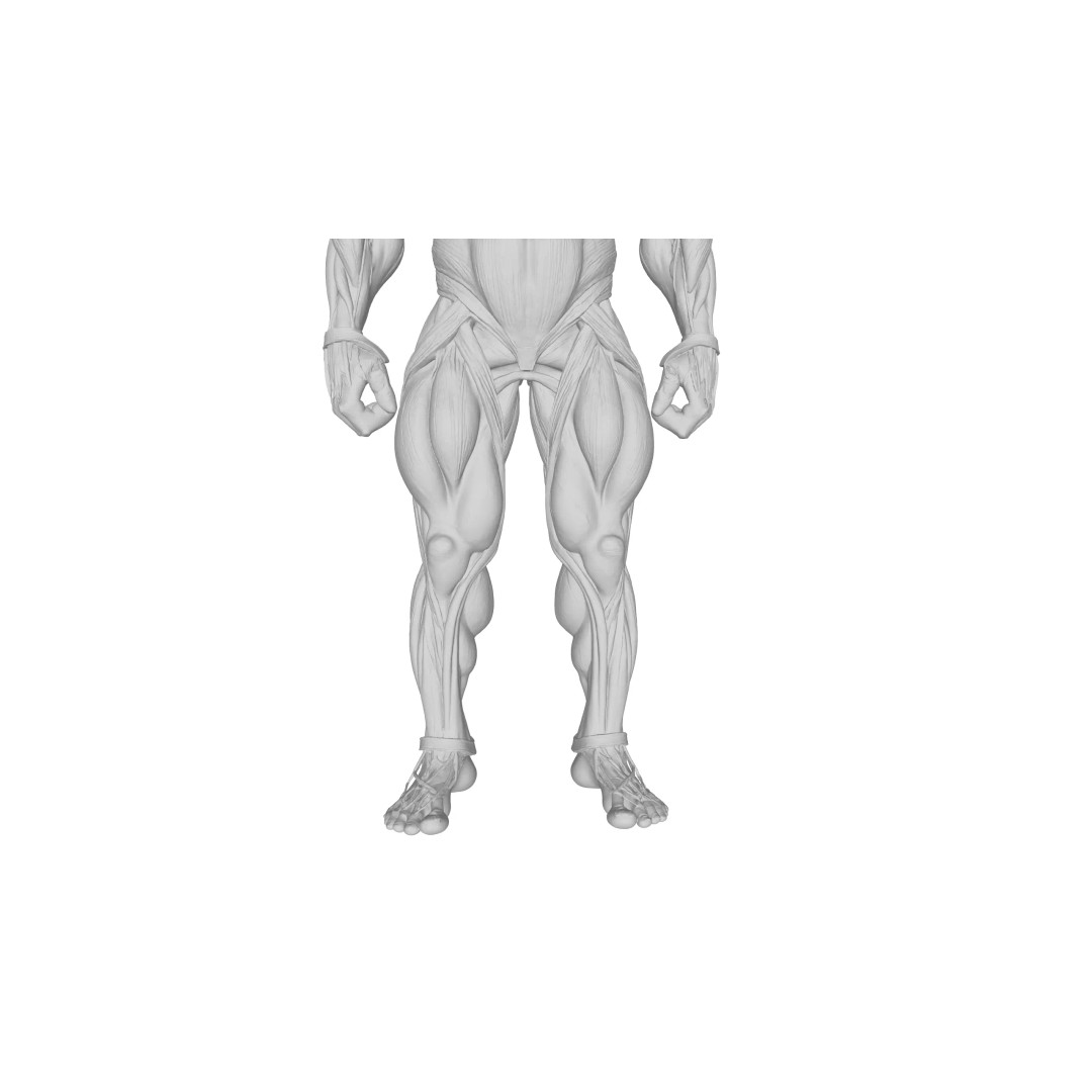 Detailed Human Muscle Anatomy 3D Model – Male Muscular System, FBX