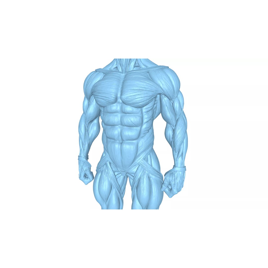 Detailed Human Muscle Anatomy 3D Model – Male Muscular System, FBX - View 10