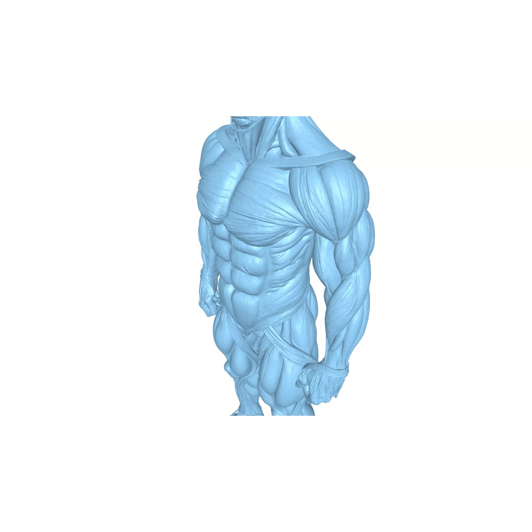 Detailed Human Muscle Anatomy 3D Model – Male Muscular System, FBX - View 11