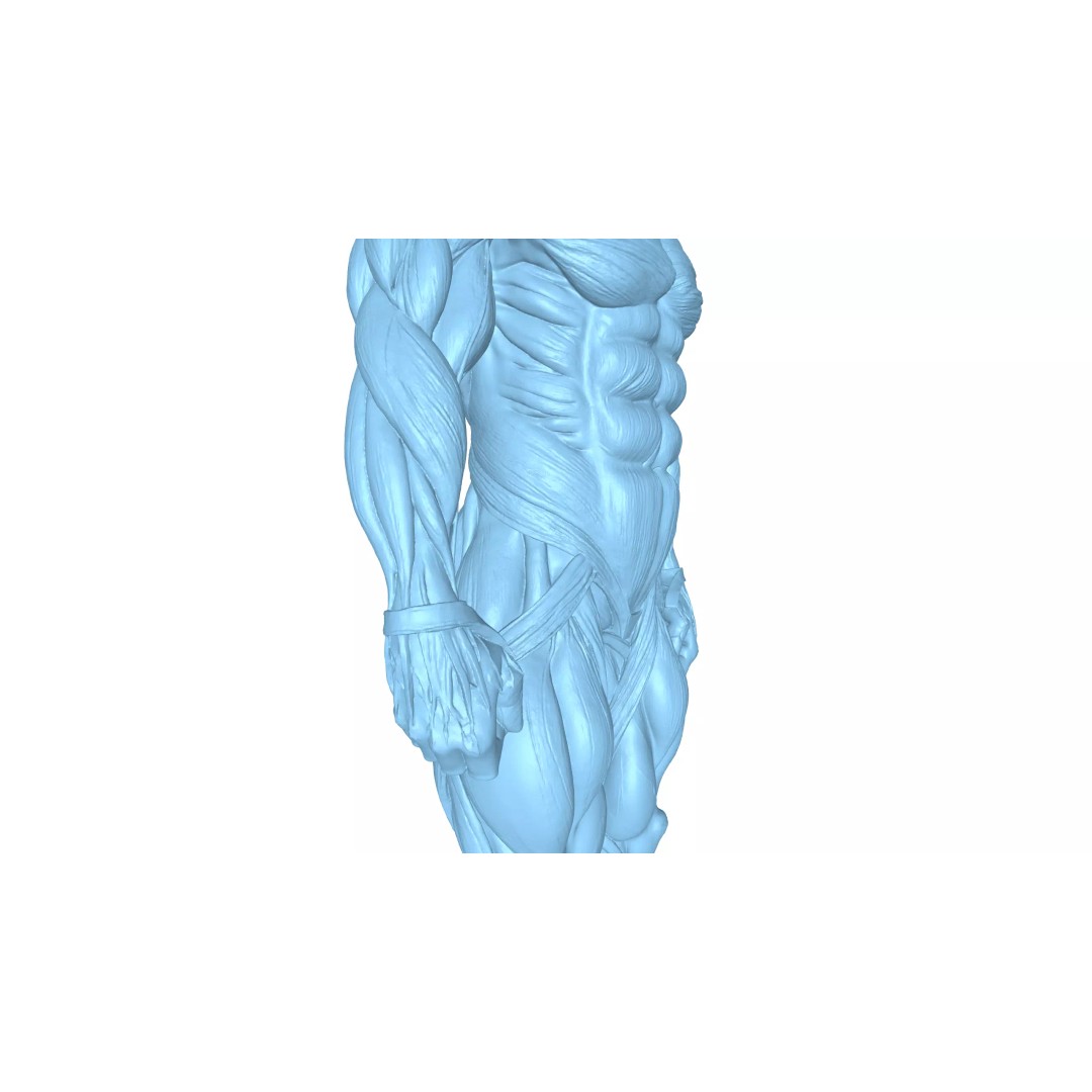 Detailed Human Muscle Anatomy 3D Model – Male Muscular System, FBX - View 12
