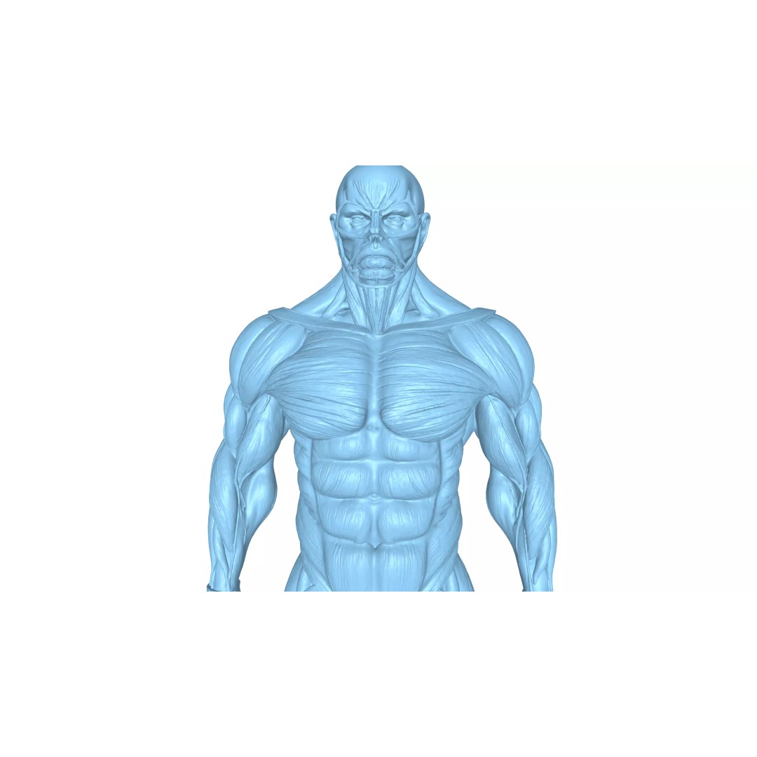 Detailed Human Muscle Anatomy 3D Model – Male Muscular System, FBX - View 13