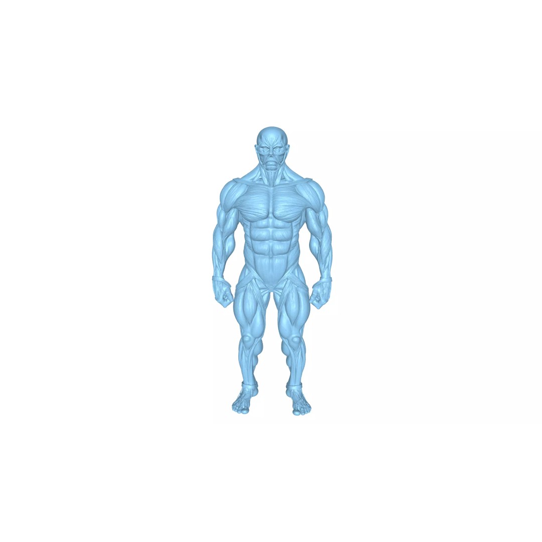 Detailed Human Muscle Anatomy 3D Model – Male Muscular System, FBX - View 14
